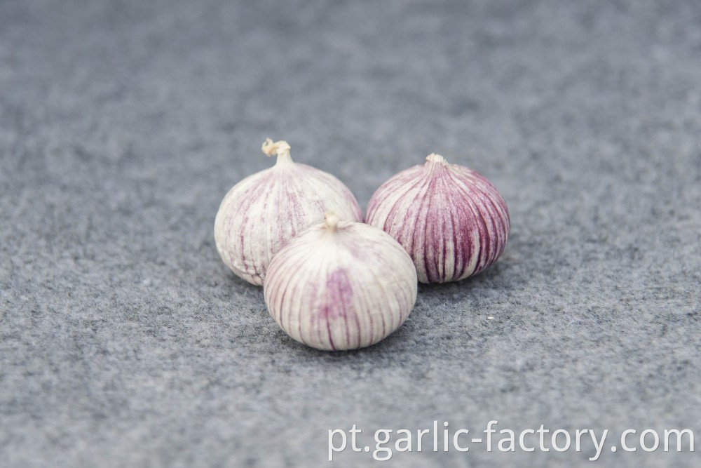 Top Quality Chinese Solo Garlic On Sale